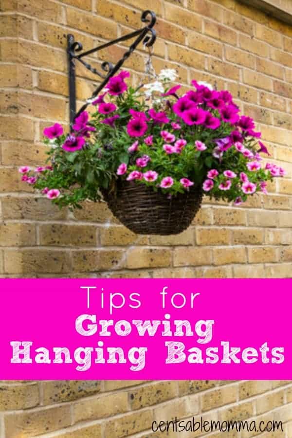 Tips for Growing Hanging Baskets - Centsable Momma