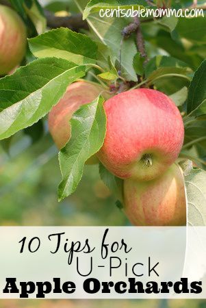 10 Tips for U-Pick Apple Orchards - Centsable Momma