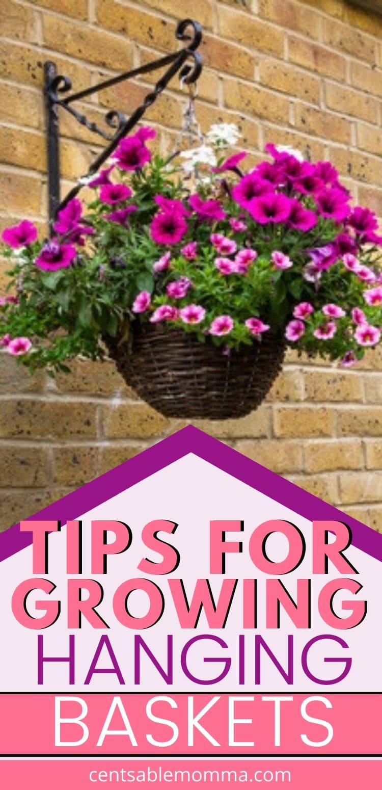 Tips for Growing Hanging Baskets - Centsable Momma