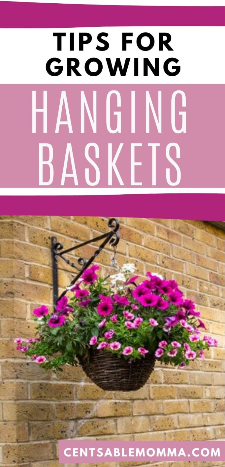 Tips for Growing Hanging Baskets - Centsable Momma